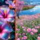 Unveiling Boylecheloid: Myth, Meaning & the Real Flower