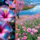 Boylecheloid Flower – Myth, Meaning & Reality