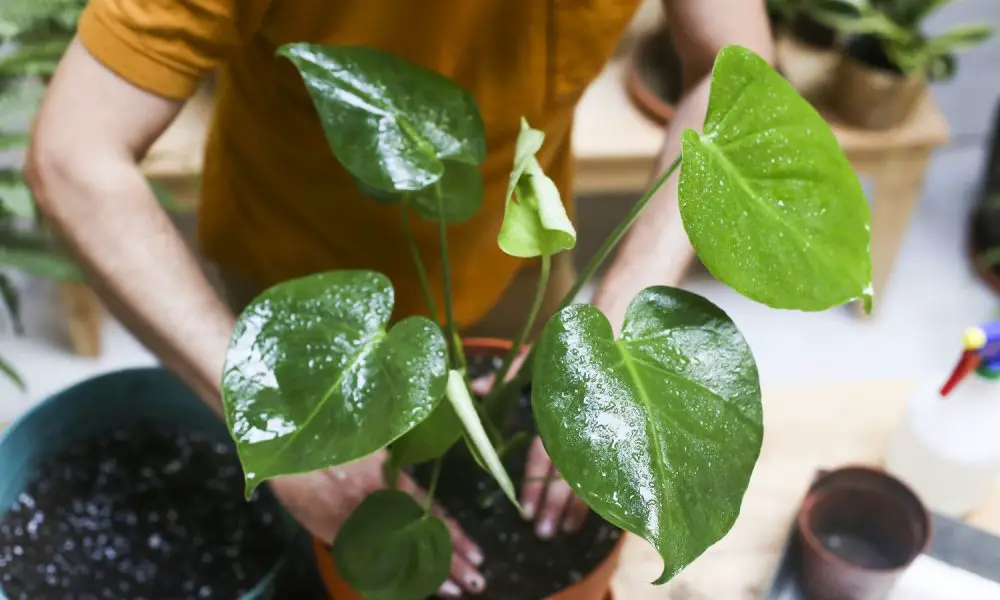 Mastering Monstera Potting: Complete Guide