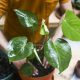 Mastering Monstera Potting: Complete Guide