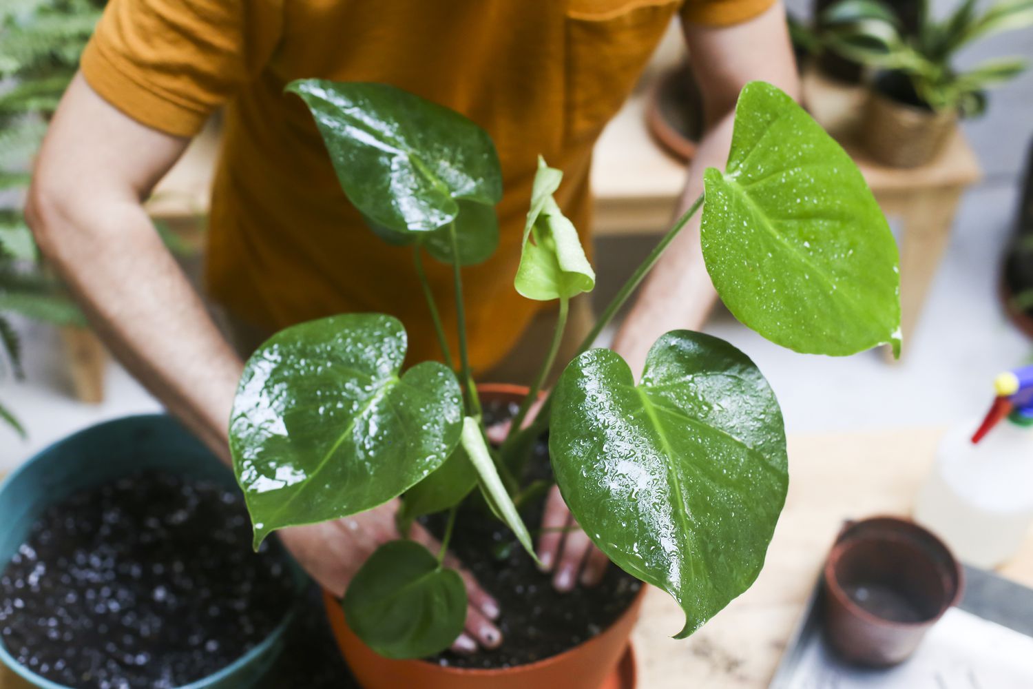 Mastering Monstera Potting: Complete Guide